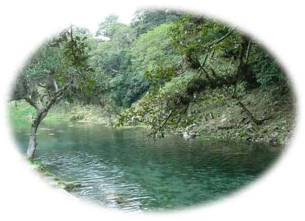Some of our Ethnobotanicals: Salvia divinorum, Amanita muscaria, San Pedro Cactus, Peyote, Hawaiian Baby Woodrose Seeds, Mitragyna speciosa - Kratom, Ayahuasca herbs, 5x 10x and 15x extracts, Morning Glory Seeds, Buy Salvia Divinorum, salvia extract, divinorium for salvia discount prices the best quality!