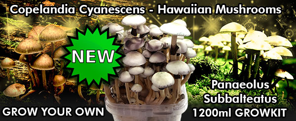 buy cyanescens copelandia hawaiian mushroom grow kit