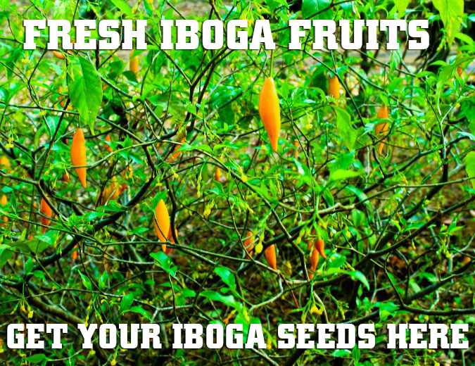 iboga seeds at shamanic extracts