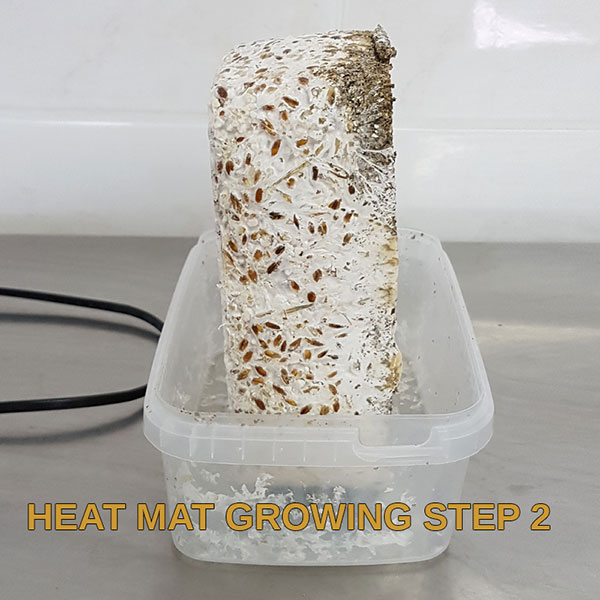 heat mat growguide step 2 freshmushrooms mycelium grow kits