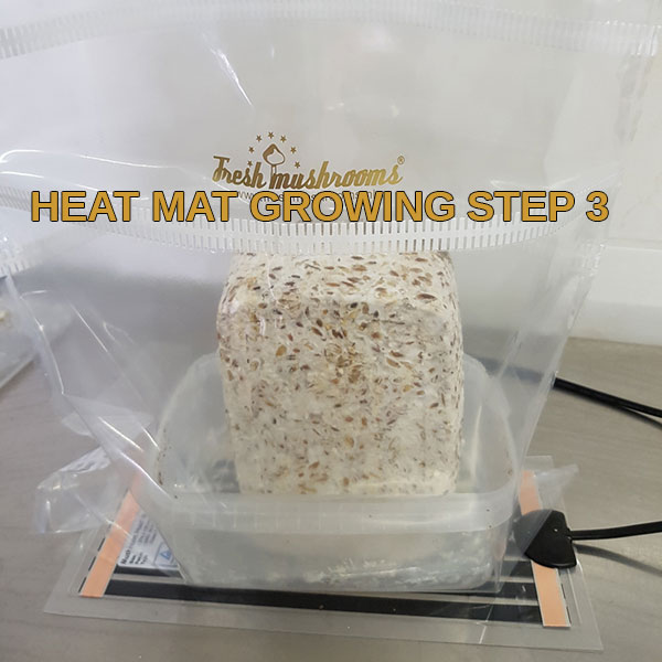 heat mat growguide step 3 freshmushrooms mycelium grow kits