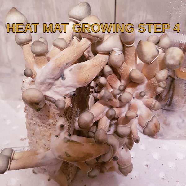 Growguide for magic mushroom growkits shamanic extracts