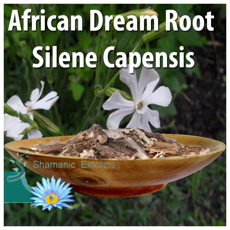 African Dream Root - Silene Capensis