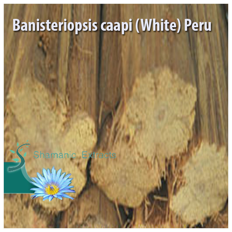 Banisteriopsis caapi White Peru