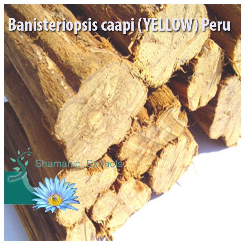 Banisteriopsis caapi YELLOW Peru