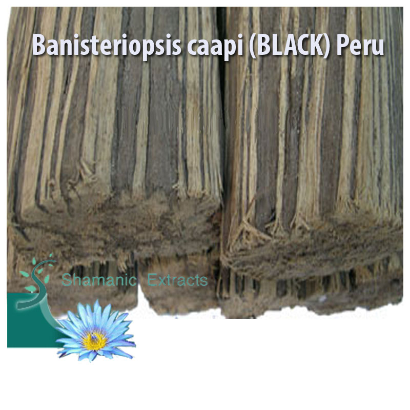 Banisteriopsis caapi BLACK Peru