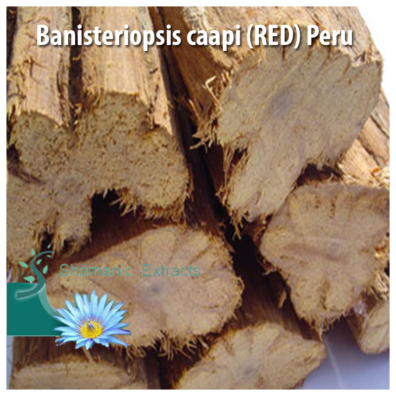 Banisteriopsis caapi RED Peru