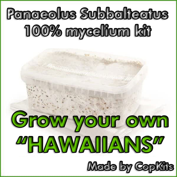 Panaeolus Subbalteatus Copelandia cyanescens or Hawaiian mushroom 