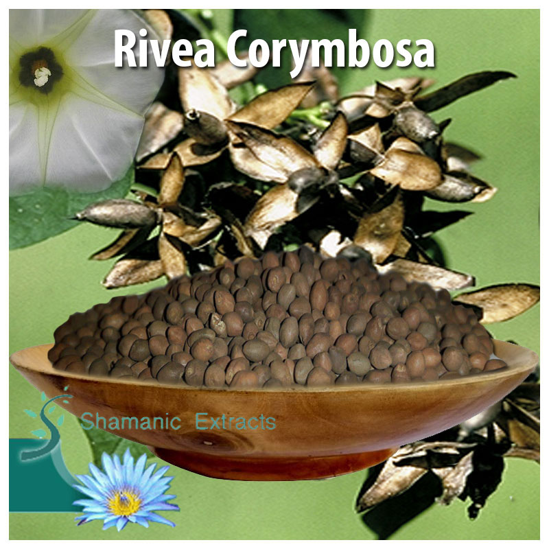 Rivea corymbosa seeds