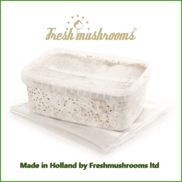 Colombian 1200ml Grow Kit Freshmushrooms 