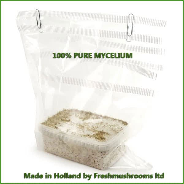 Golden Teacher 100% mycelium growkit