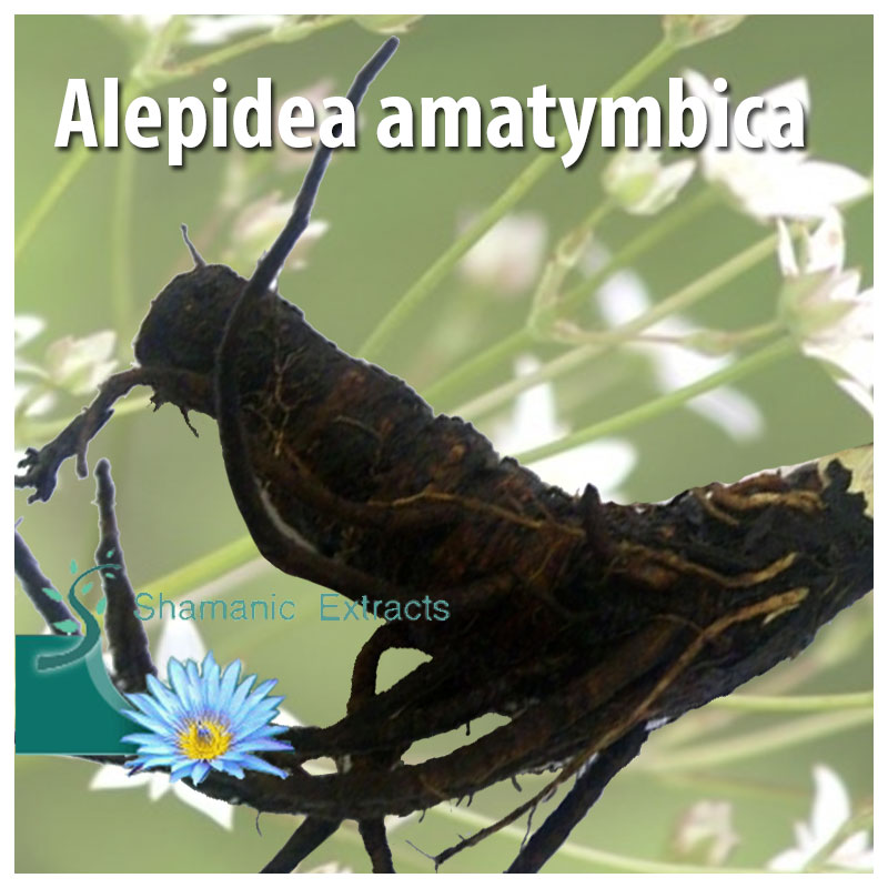 Alepidea amatymbica