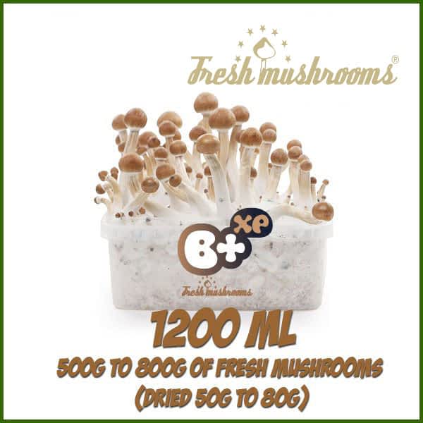B+ 1200ml grow kit freshmushrooms mycelium cubensis