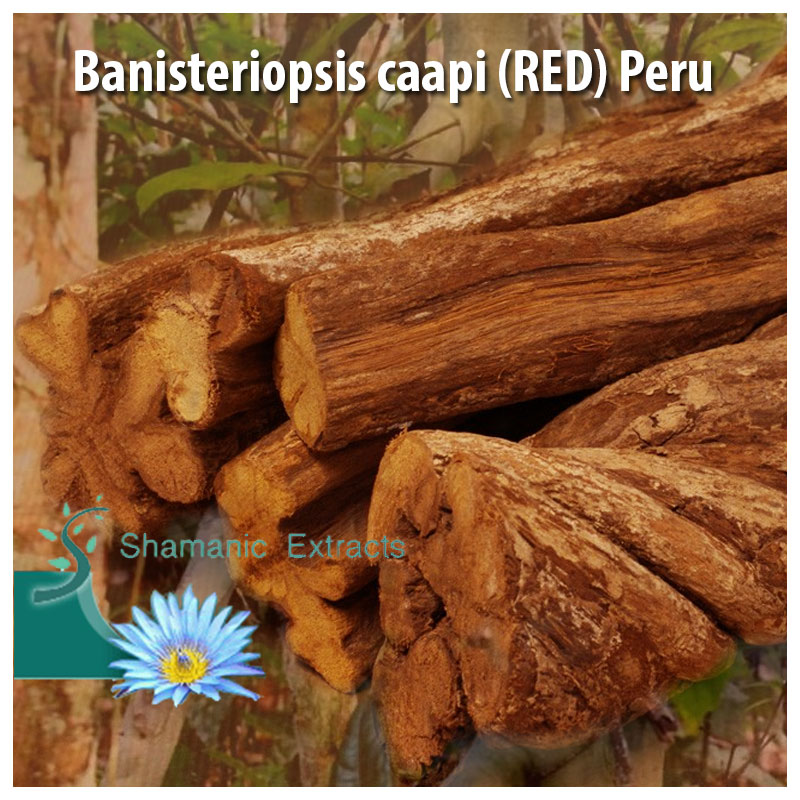 Banisteriopsis caapi (RED) Peru