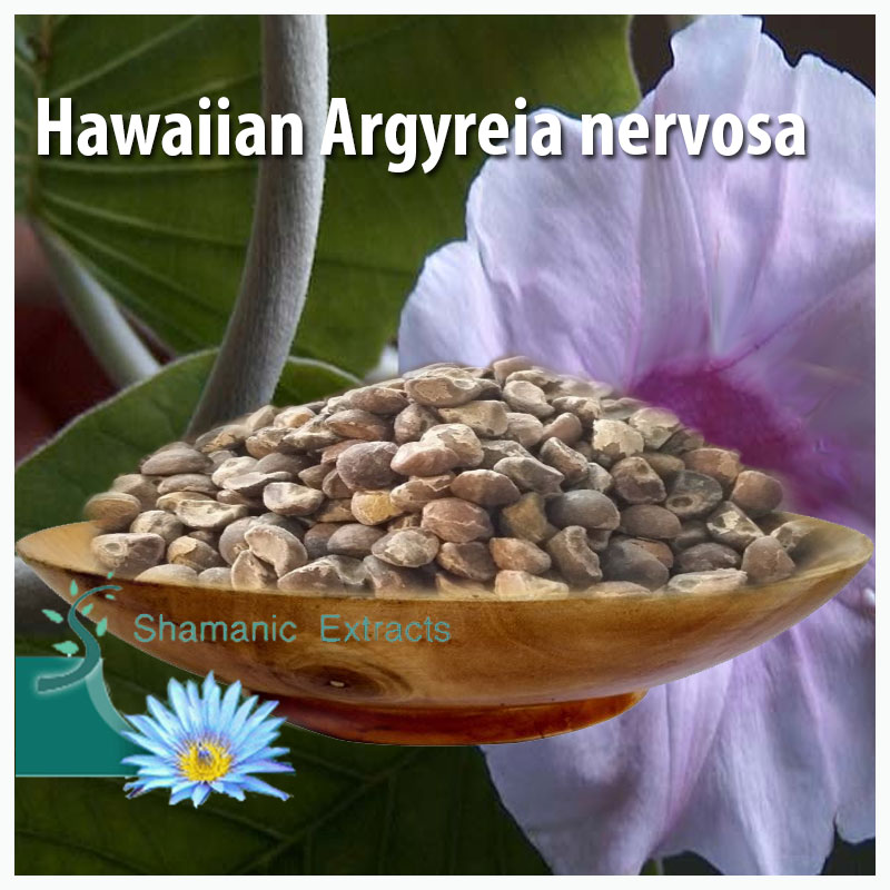 HAWAIIAN ARGYREIA NERVOSA