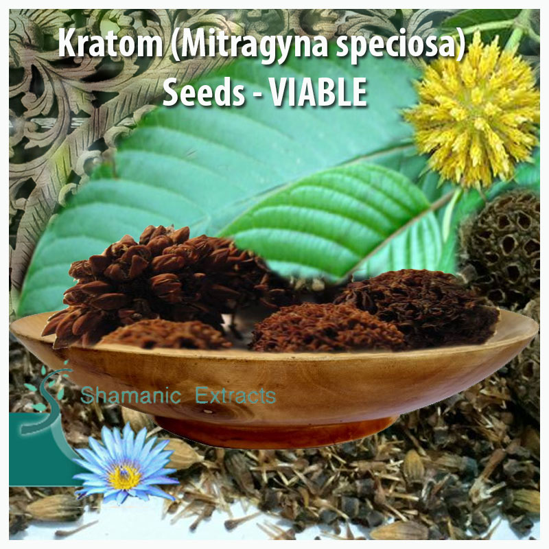 KRATOM SEEDS VIABLE