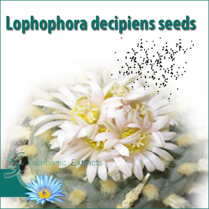 Lophophora decipiens seeds