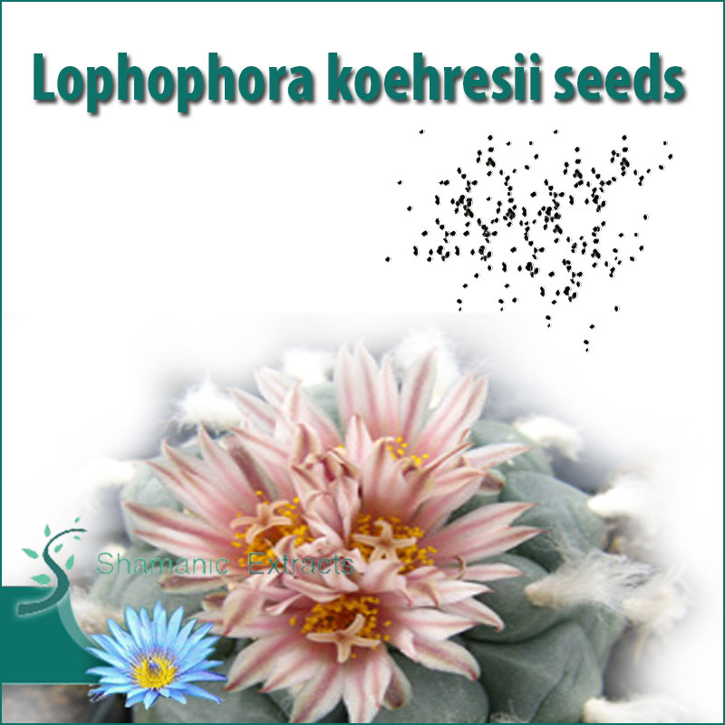 Lophophora koehresii seeds