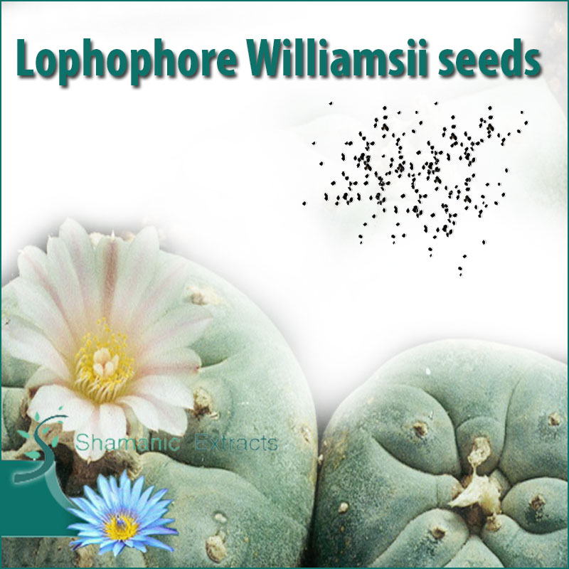 Lophophore Williamsii seeds Lophophore Williamsii seeds