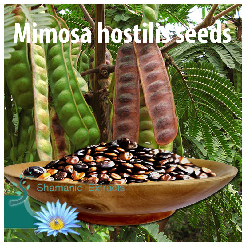Mimosa hostilis seeds