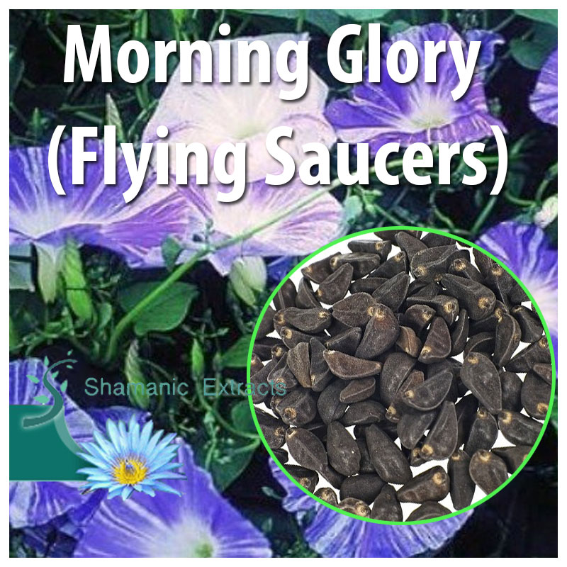 Morning Glory (Flying Saucers)