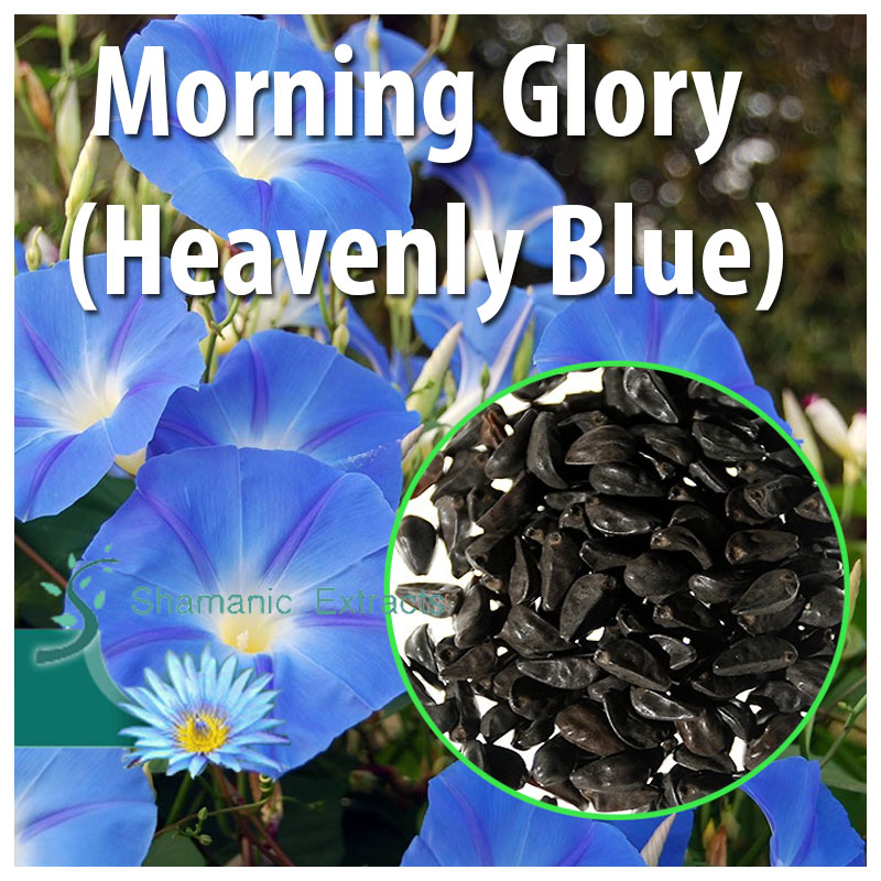 Morning Glory (Heavenly Blue)