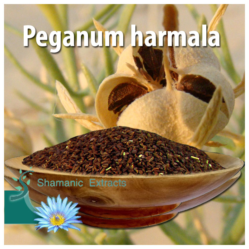 Peganum harmala