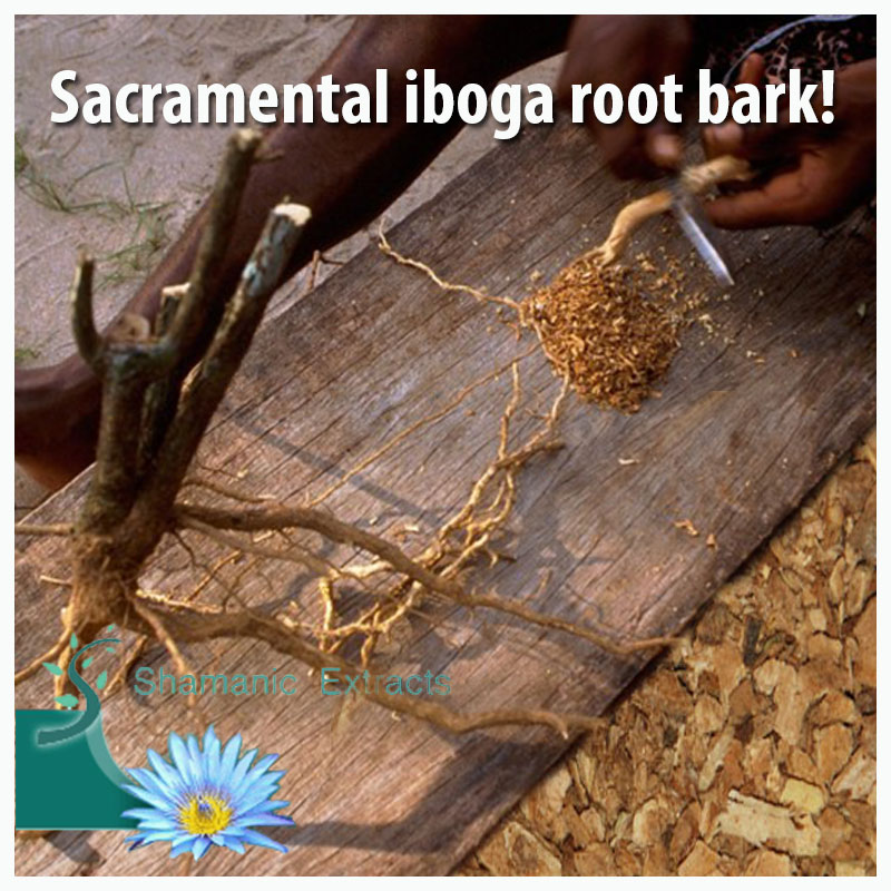 SACRAMENTAL IBOGA ROOT BARK