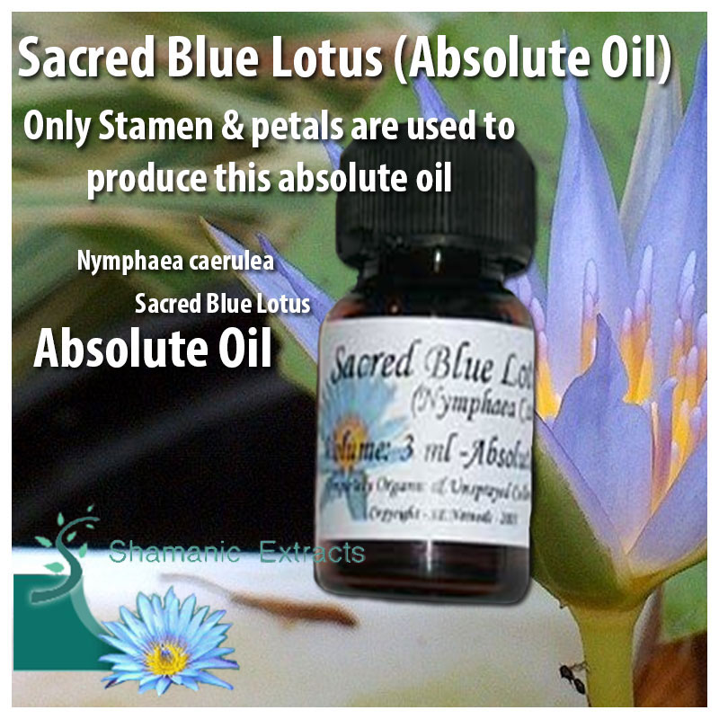 Sacred Blue Lotus (Absolute Oil