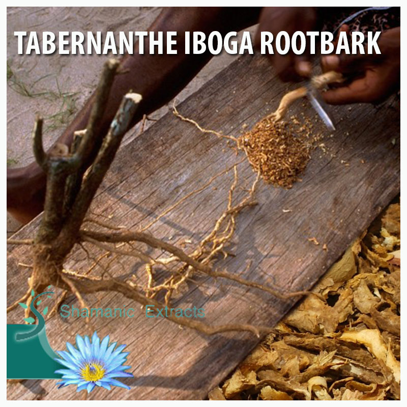 TABERNANTHE IBOGA ROOTBARK