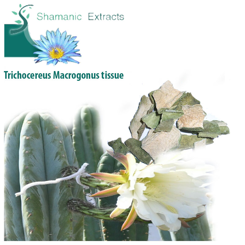 Trichocereus Macrogonus tissue