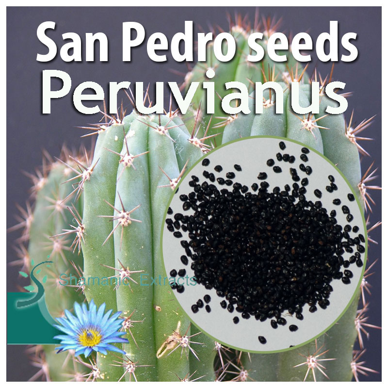 Trichocereus Peruvianus seeds