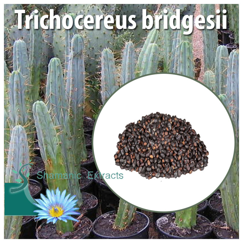 Trichocereus bridgesii