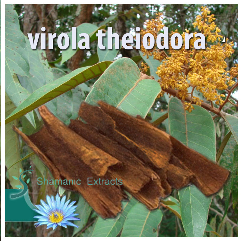 Virola theiodora