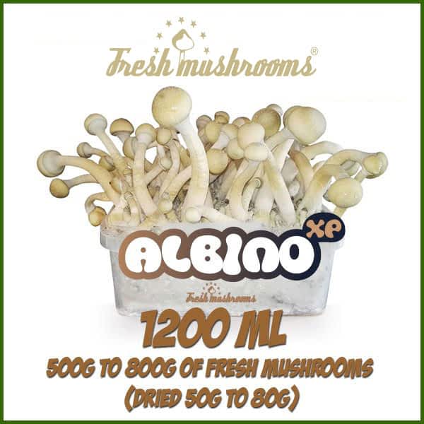 Albino A grow kit freshmushrooms