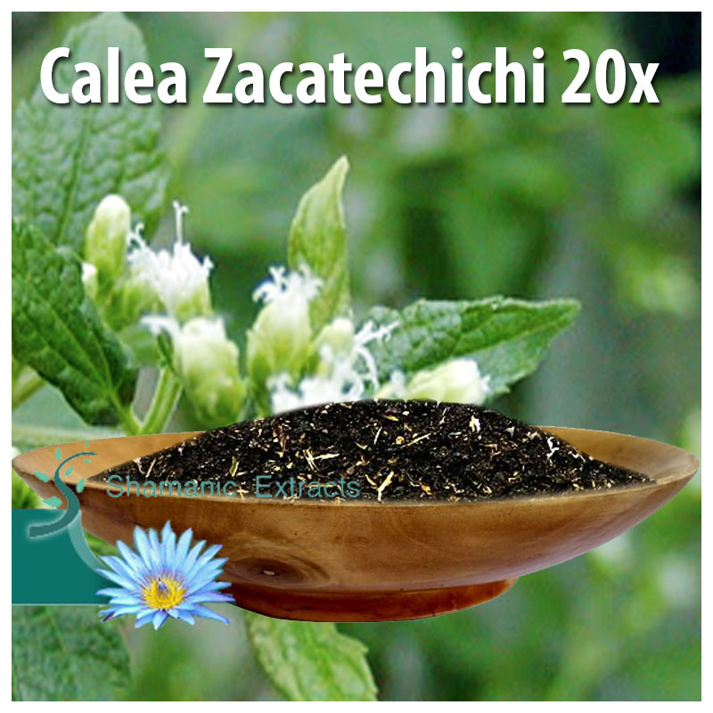 Calea Zacatechichi 20x