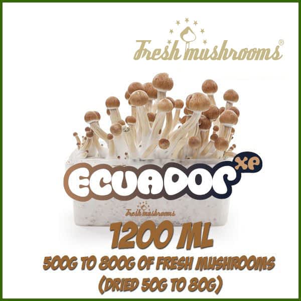 Ecuador 1200ml Grow Kit Freshmushrooms