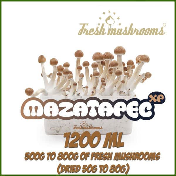 Mazatapec 1200ml Grow Kit Freshmushrooms