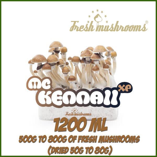 1200ml Grow Kit Freshmushrooms