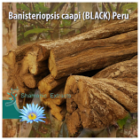 Banisteriopsis caapi (BLACK) Peru
