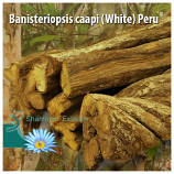 Banisteriopsis caapi (White) Peru