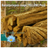 Banisteriopsis caapi (YELLOW) Peru