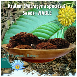 KRATOM SEEDS VIABLE