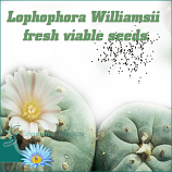 Lophophora Williamsii seeds