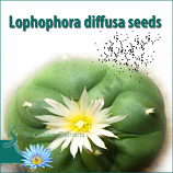 Lophophora diffusa seeds