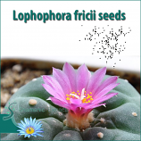 Lophophora fricii seeds