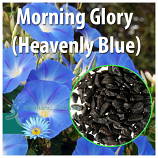 Morning Glory (Heavenly Blue)