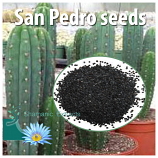 San Pedro seeds