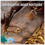 TABERNANTHE IBOGA ROOTBARK