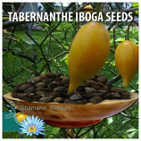 TABERNANTHE IBOGA SEEDS